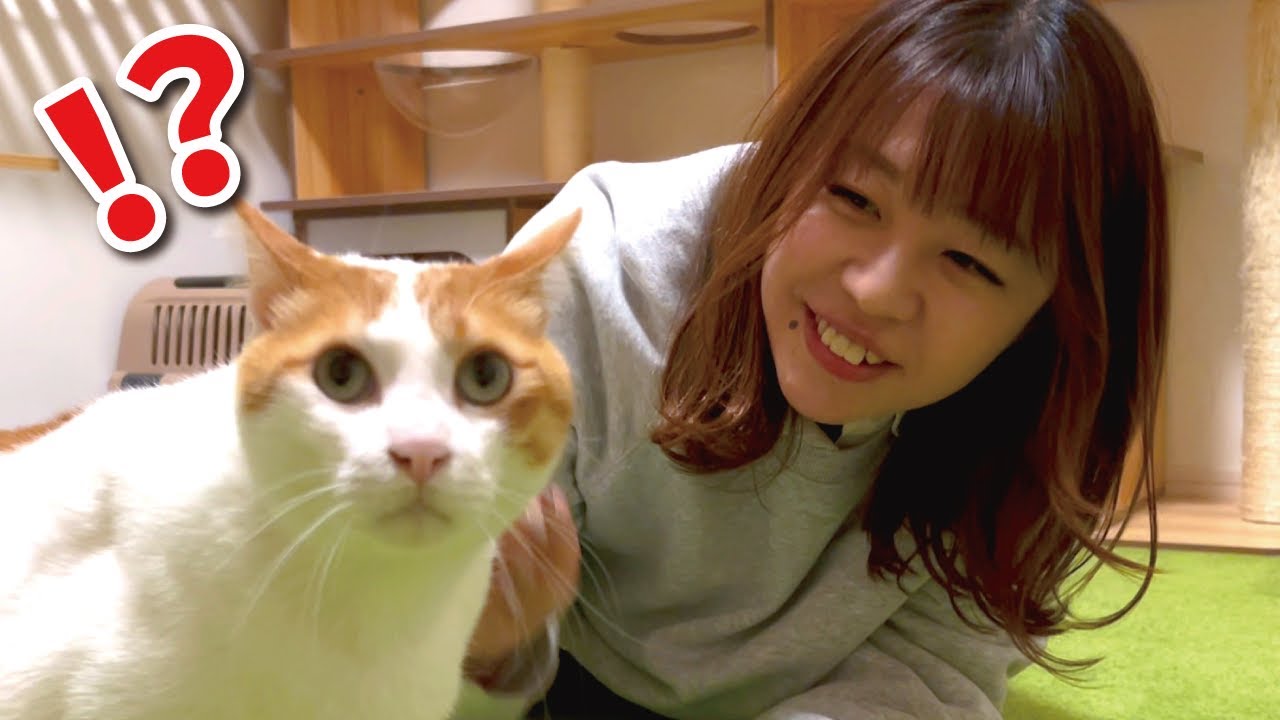 【暴露】人気美女YouTuberが遊びに来た結果、衝撃の真実が…！！【関西弁でしゃべる猫】