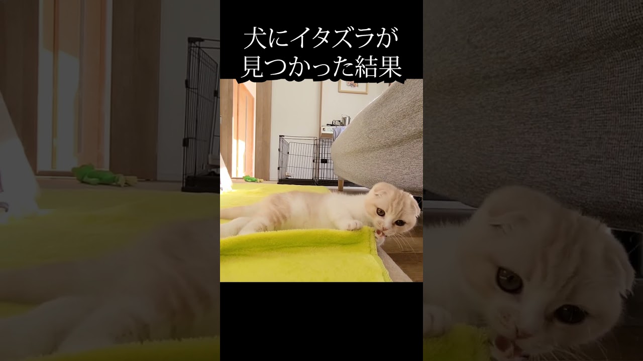 犬にイタズラが見つかり言い訳してる子猫がかわいい#猫