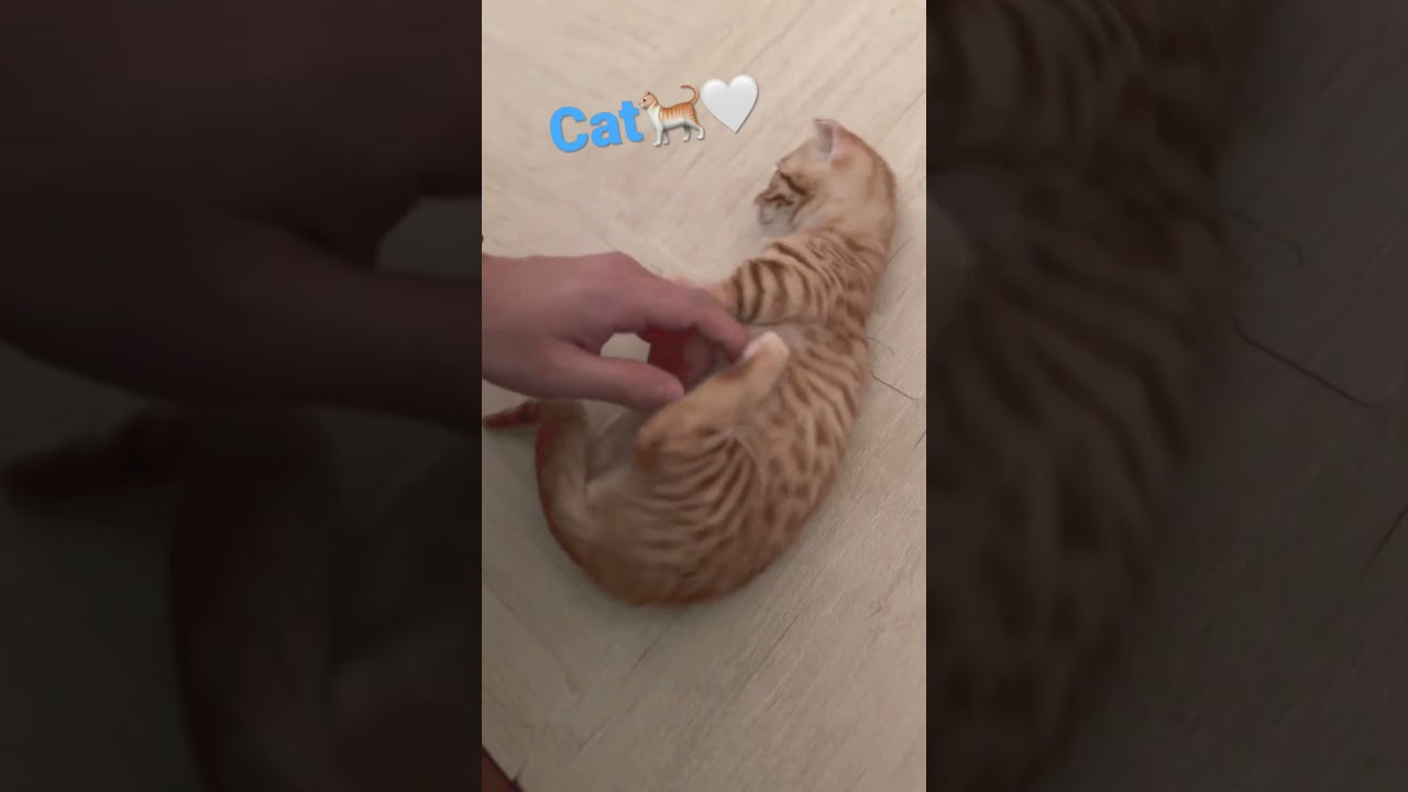 じゃれて遊べるようになってきました🤍 #キンカロー #子猫 #猫 #猫のいる暮らし #cat #catlover #catvideos #고양이