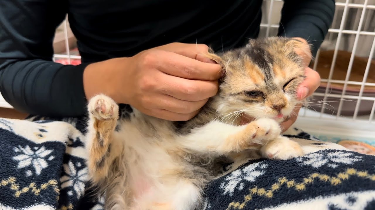 耳垢いっぱいスコティッシュの耳掃除がこうなりました。 #20