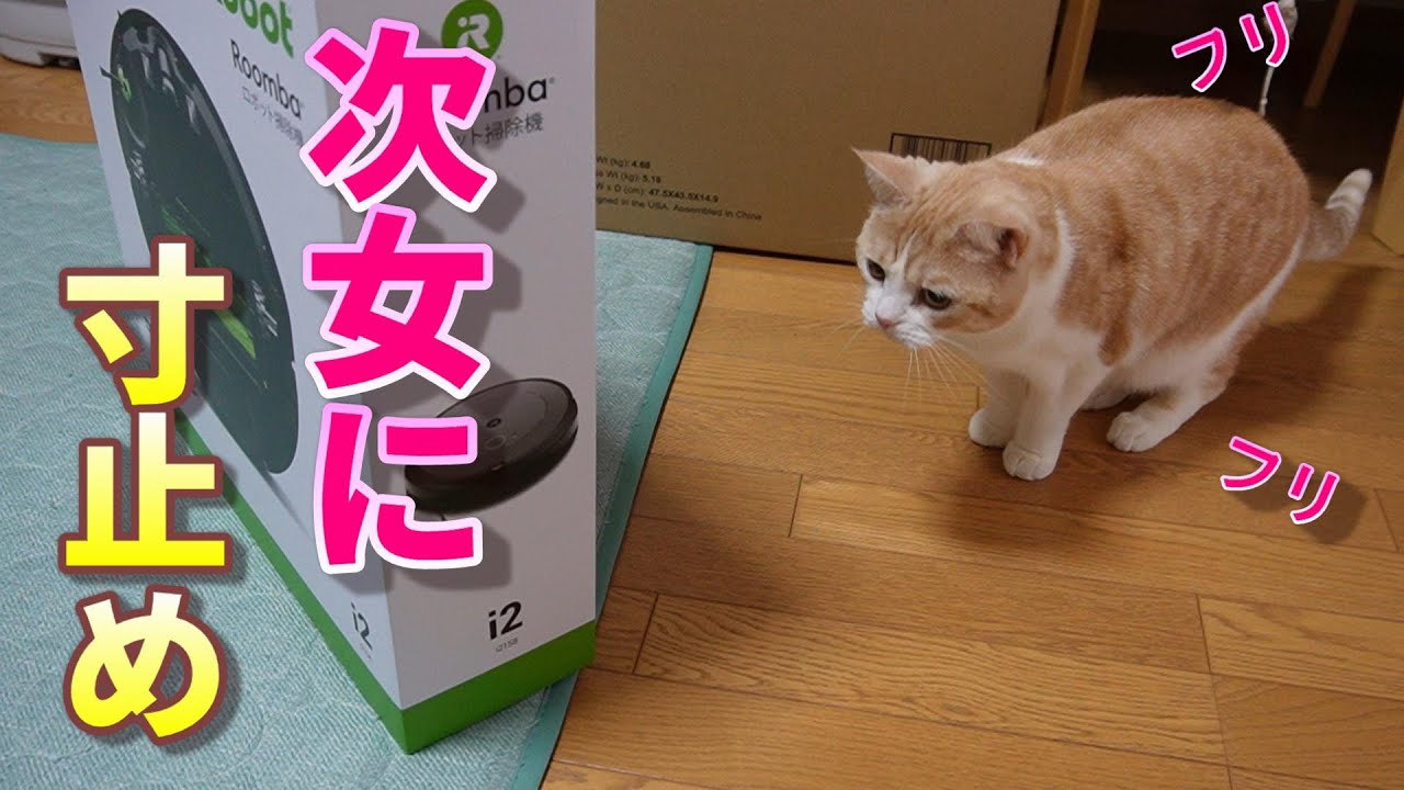 大好きな次女に寸止めする猫!?【スコティッシュフォールド】【アビシニアン】