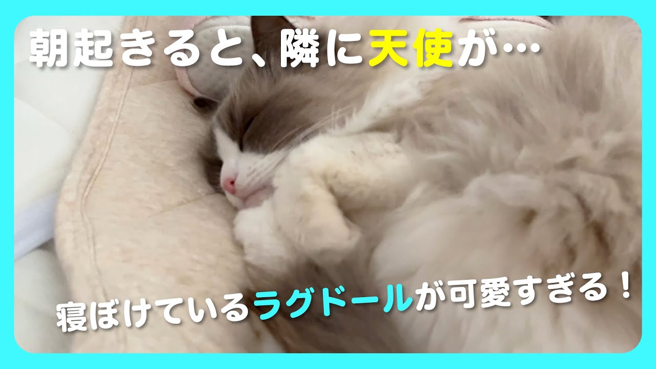 【ラグドール】朝起きると隣に天使がいました｜猫の日常