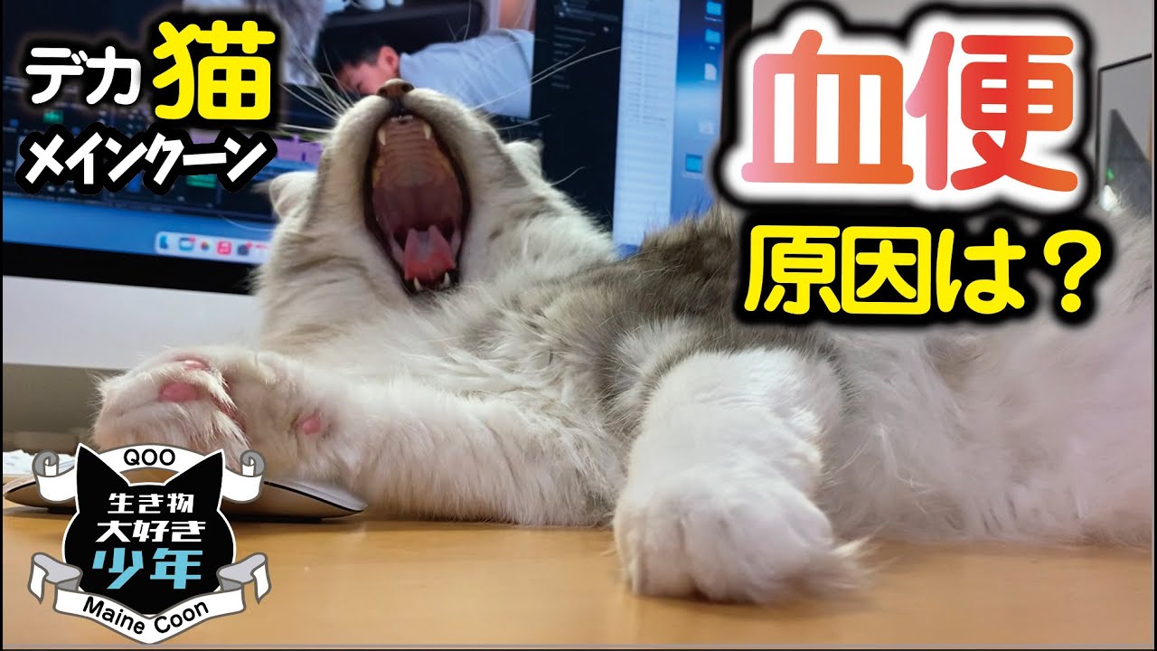 【メインクーン大型猫】血便が出た！病院での診断と原因と注意点