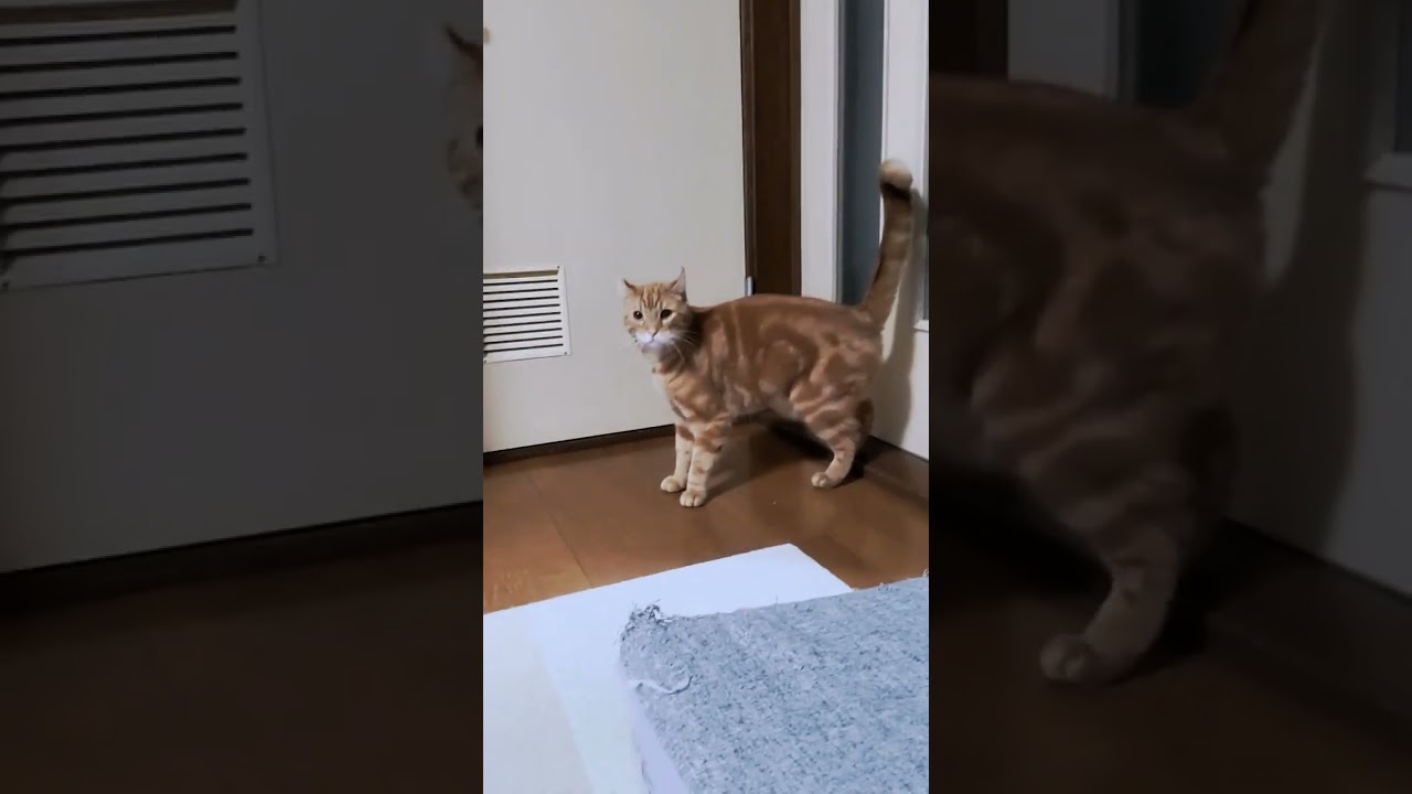 いきなり走る猫 #cat #猫 #アメリカンカール