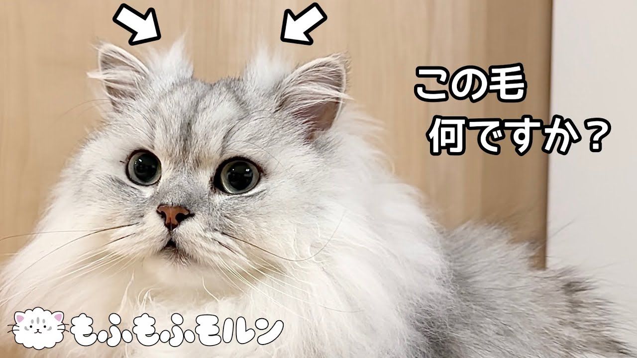 猫のこの毛は何なんでしょう？【サイベリアン】