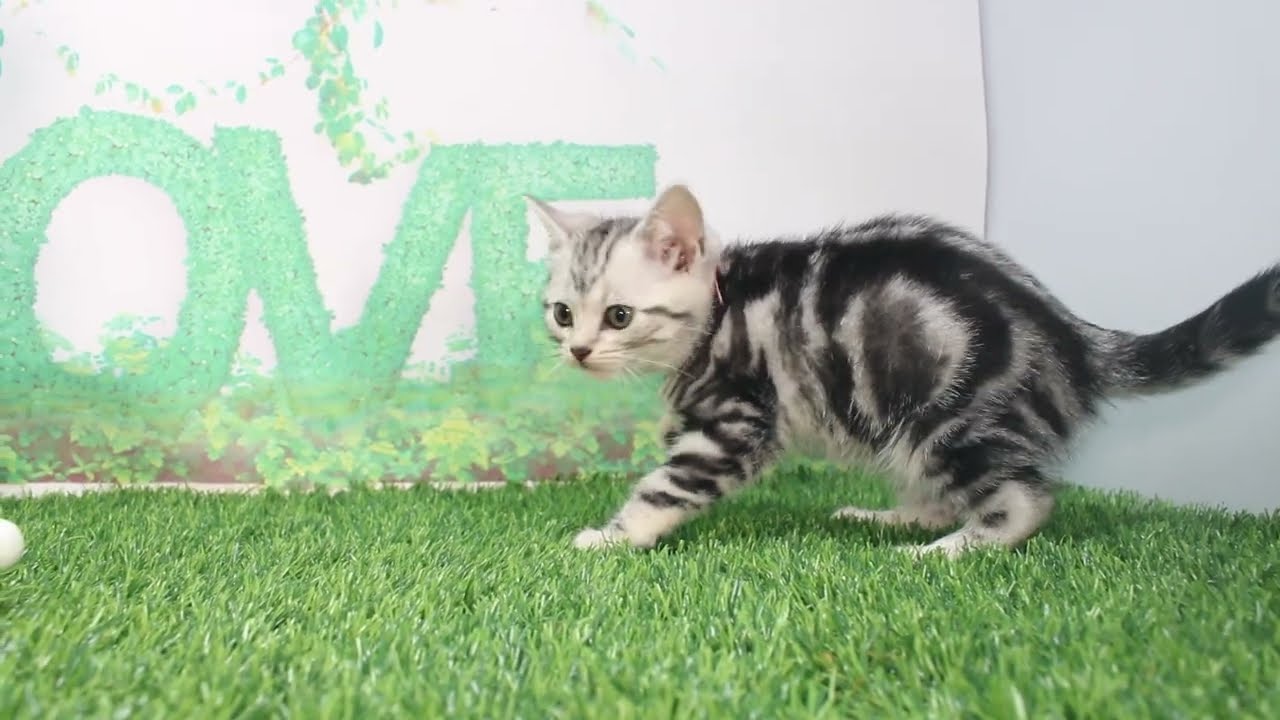 Coo&RIKU　No619395　アメリカンショートヘアー