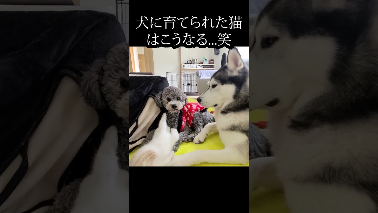犬に甘えたい子猫がこちら...#shorts #猫