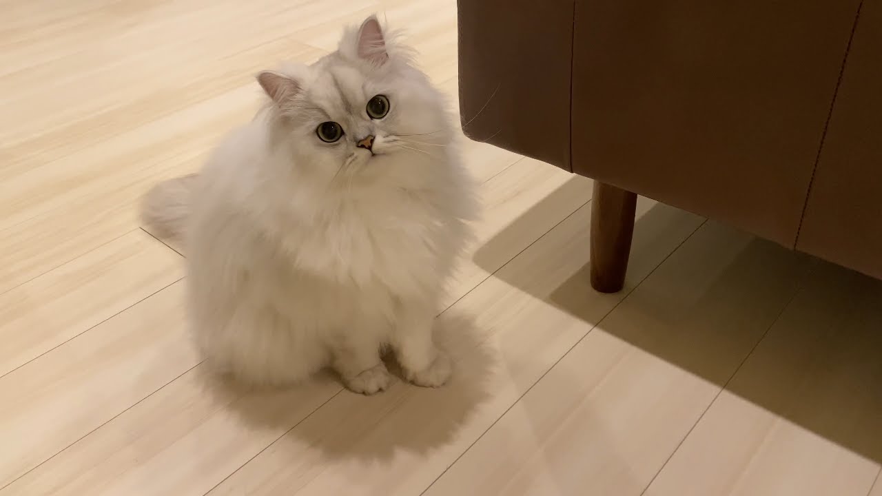 ねぇご飯食べるとこ見てて！と飼い主を呼びに来る猫