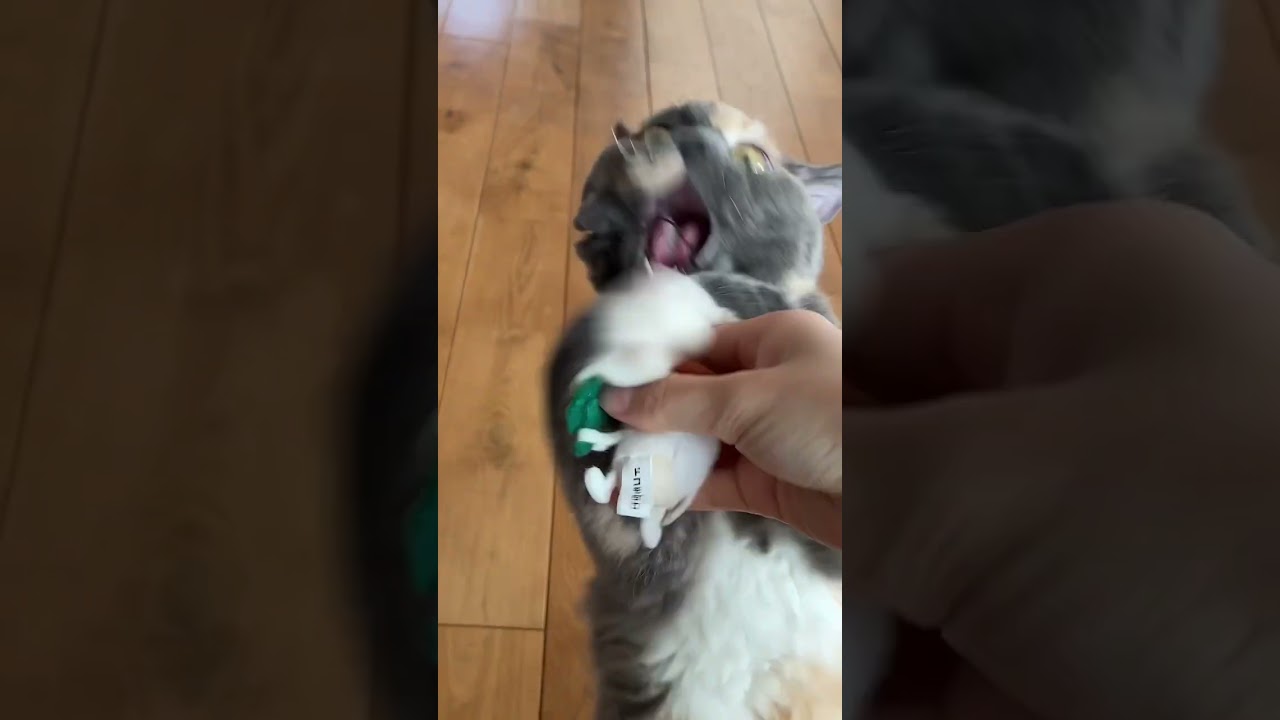 【失敗ver】取ってこいをする猫🐈  #セルカークレックス  #子猫
