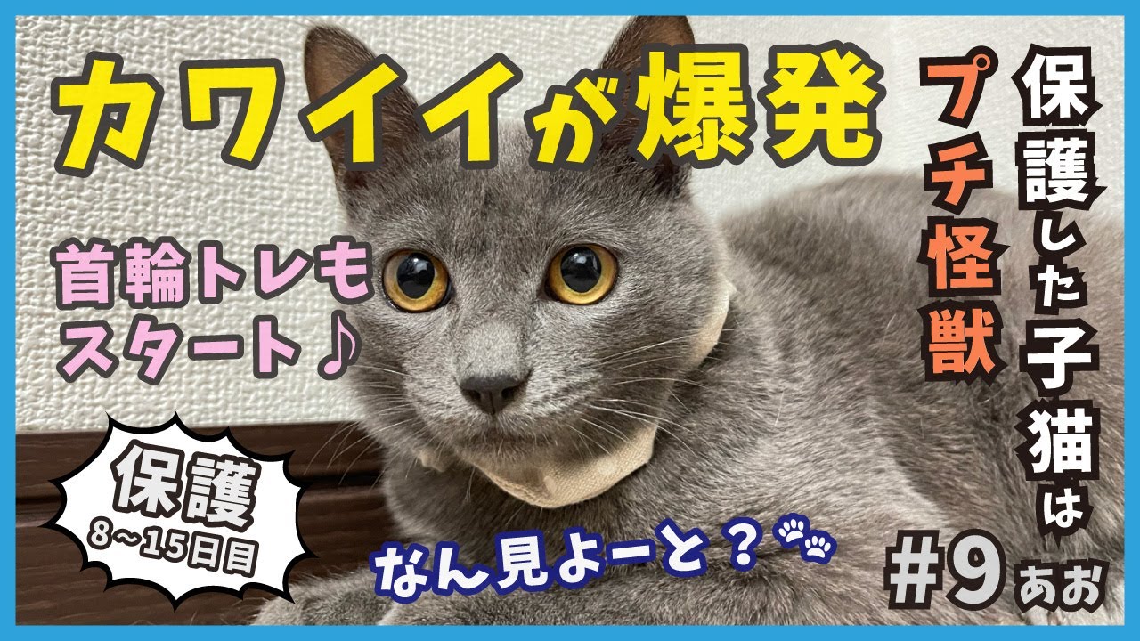 9 屋根上にいた迷い子猫のアオくん、保護８〜１５日目の面白いをダイジェストでお届けします。【あお・迷い子猫はプチ怪獣】