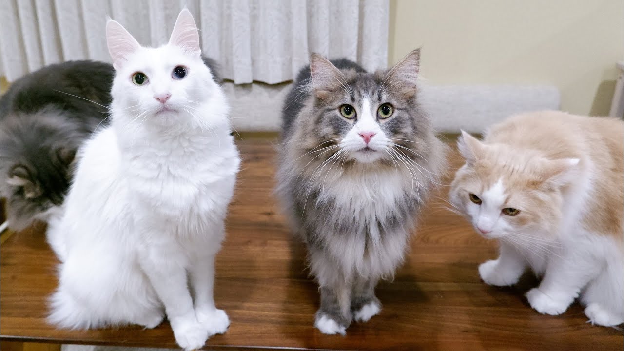 【体重測定完✨】お疲れなノルウェージャンフォレストキャットとターキッシュアンゴラw