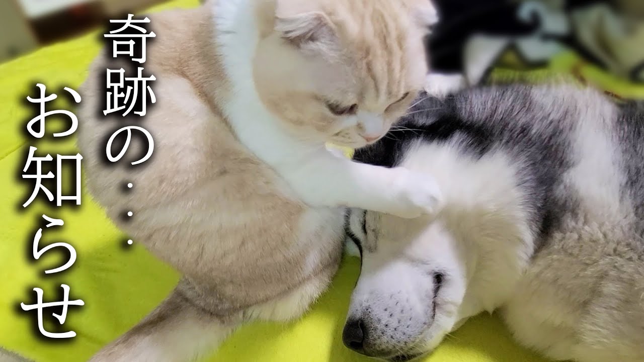 子猫が犬を朝まで看病したら奇跡が起きました...