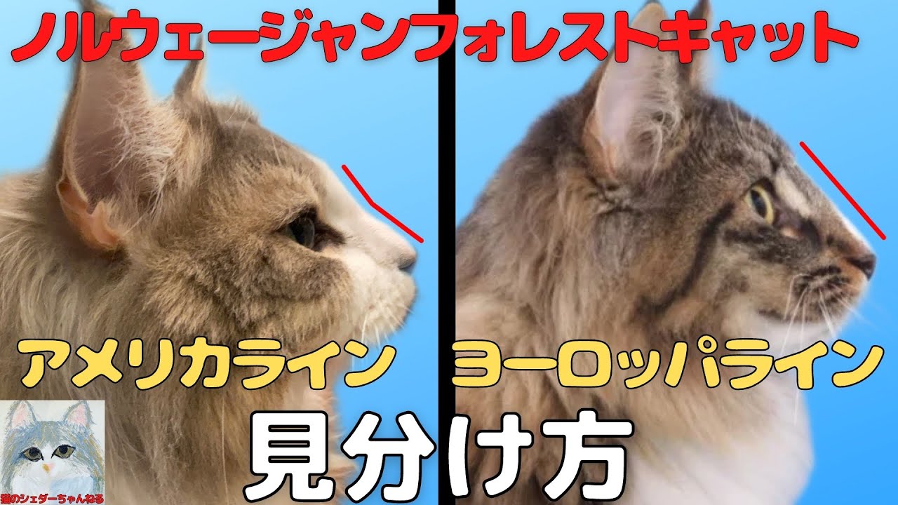 ヨーロッパラインとアメリカラインの違いを画像比較してみた【ノルウェージャンフォレストキャット】