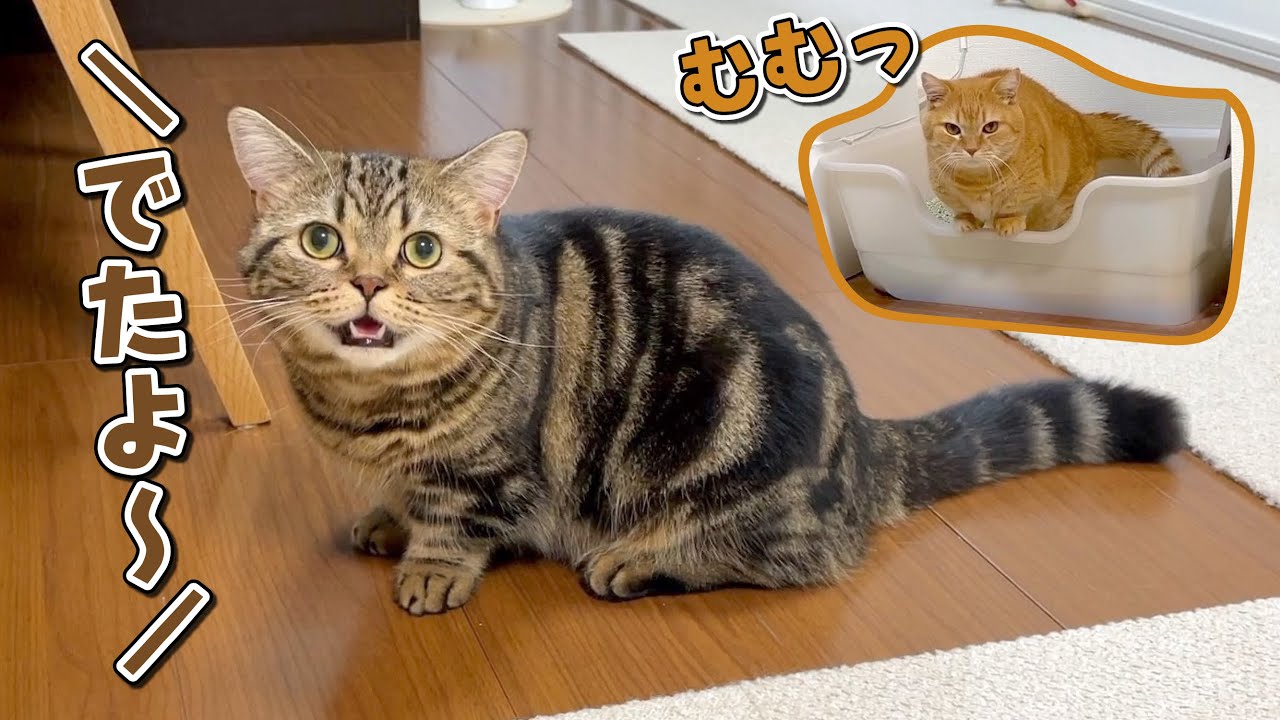 トイレ後わざわざ飼い主に報告してくる猫が可愛い！笑