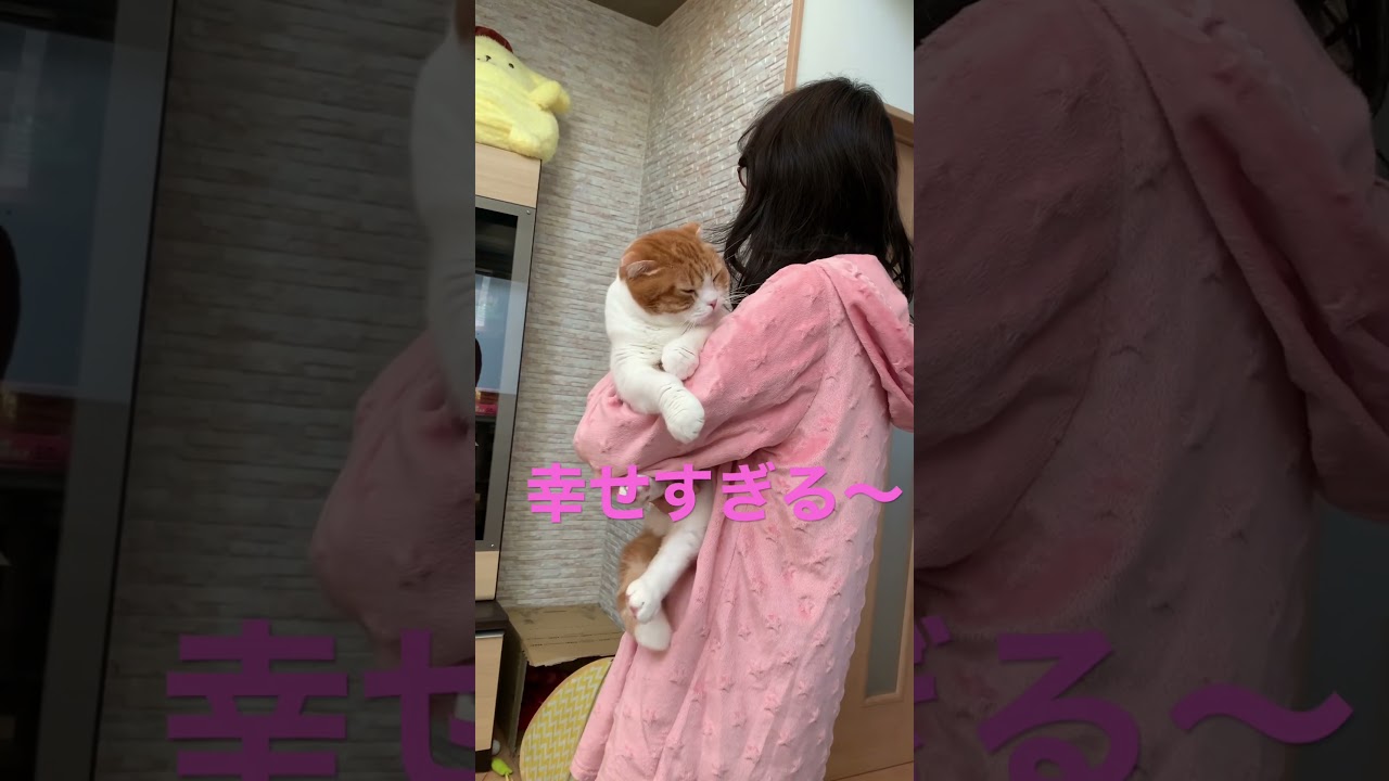 恍惚のスコティッシュフォールド
