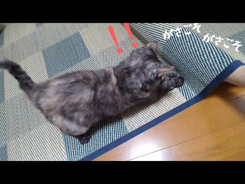 【セルカークレックス】茣蓙をがさごそすると猫のテンションがあがります♪【せらのりたま】