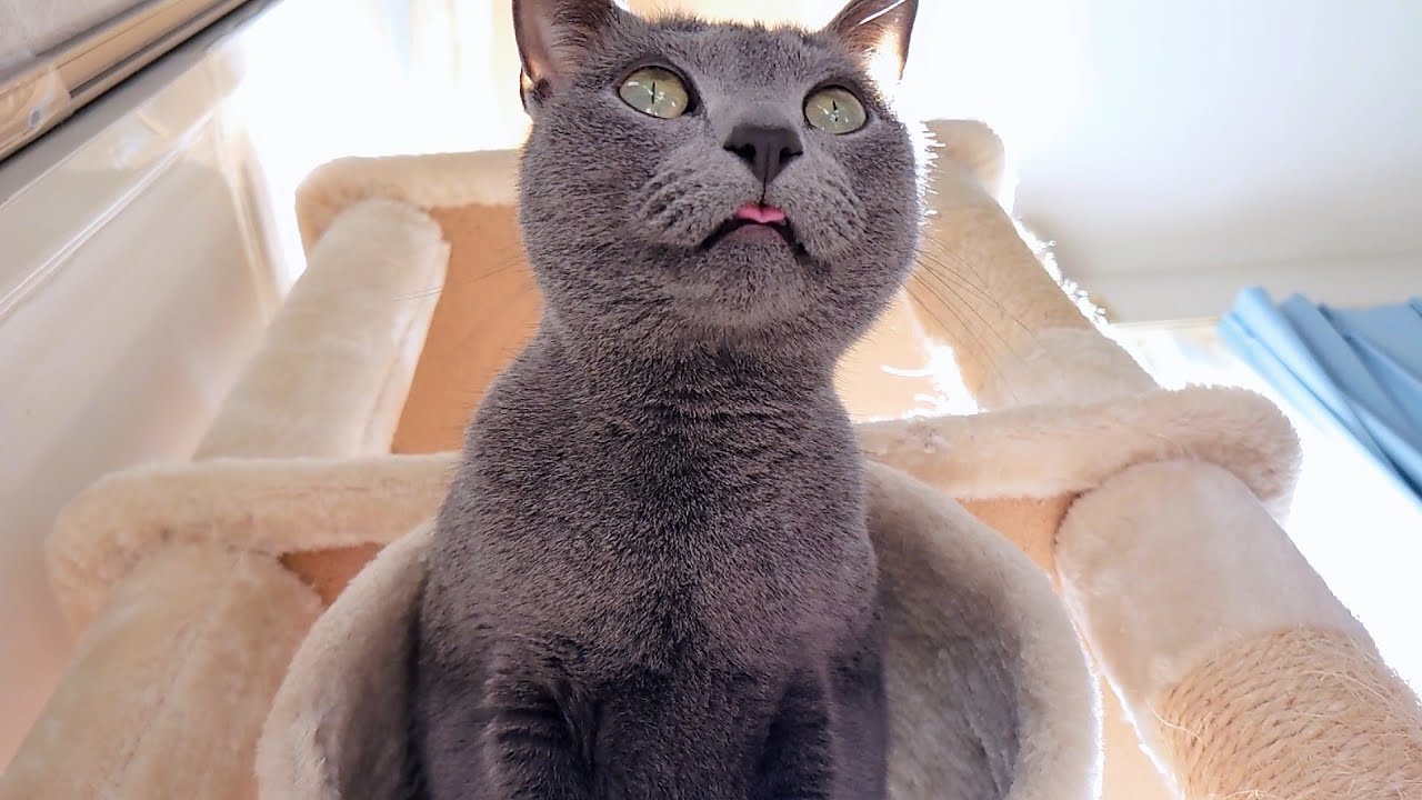 【猫動画】可愛いが渋滞してるロシアンブルー【russianbule】cute russian blue