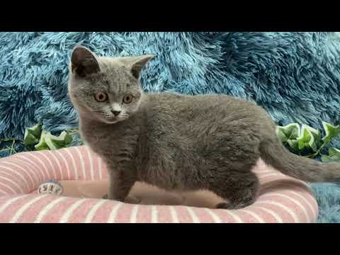 Coo&RIKU　No.611150　ブリティッシュショートヘア