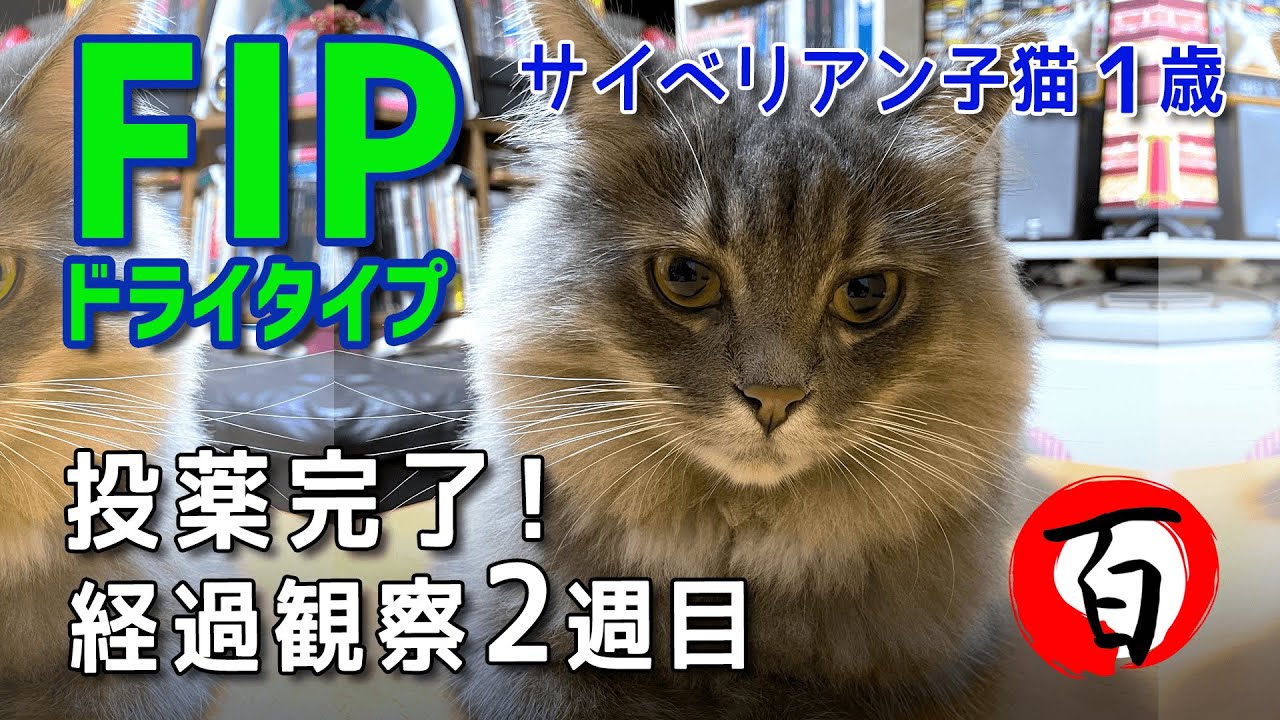 FIP治療！投薬完了後2週間が経ちました【サイベリアン1歳6ヶ月】海外で正規に販売されてる抗ウイルス薬「GS441524」