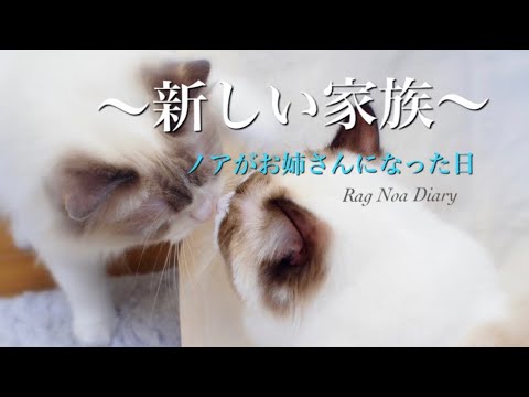 【猫vlog】ラグドール、家族が増えました