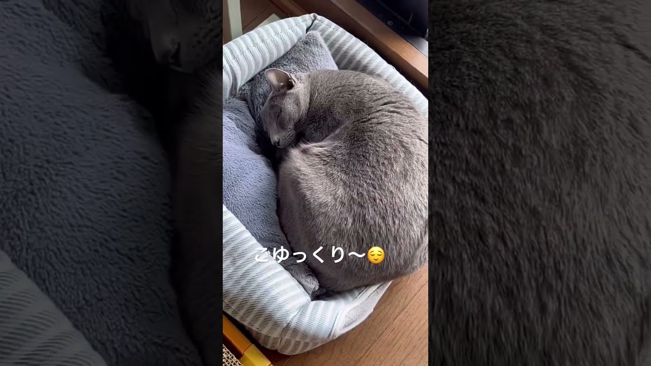 【ロシアンブルー】めろん、お昼寝中です【猫】#shorts