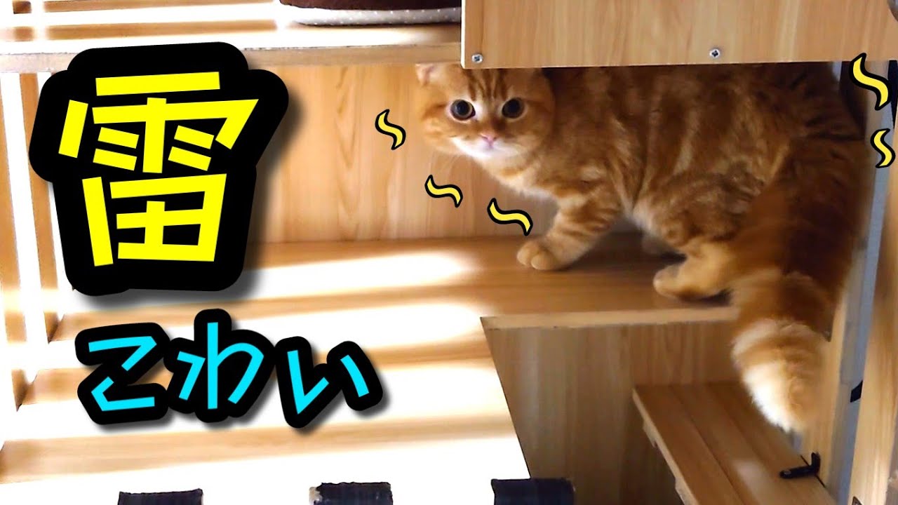 はじめての雷に怯える子猫が心配すぎた…