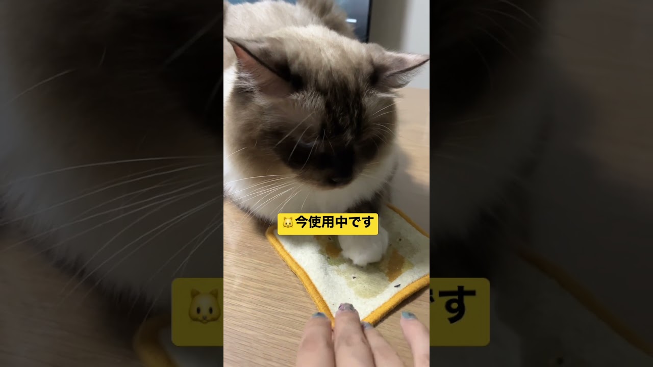 たぬきに似た猫のラグドールとコースターを取り合いになった結果… #shorts #ショート #ラグドール