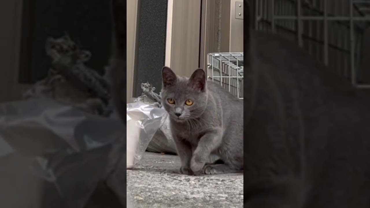 ロシアンブルーっぽい、迷い子猫！ニンゲンになんか負けんぞ… #shorts