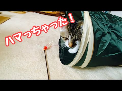 目の不自由な子猫はハマってます！