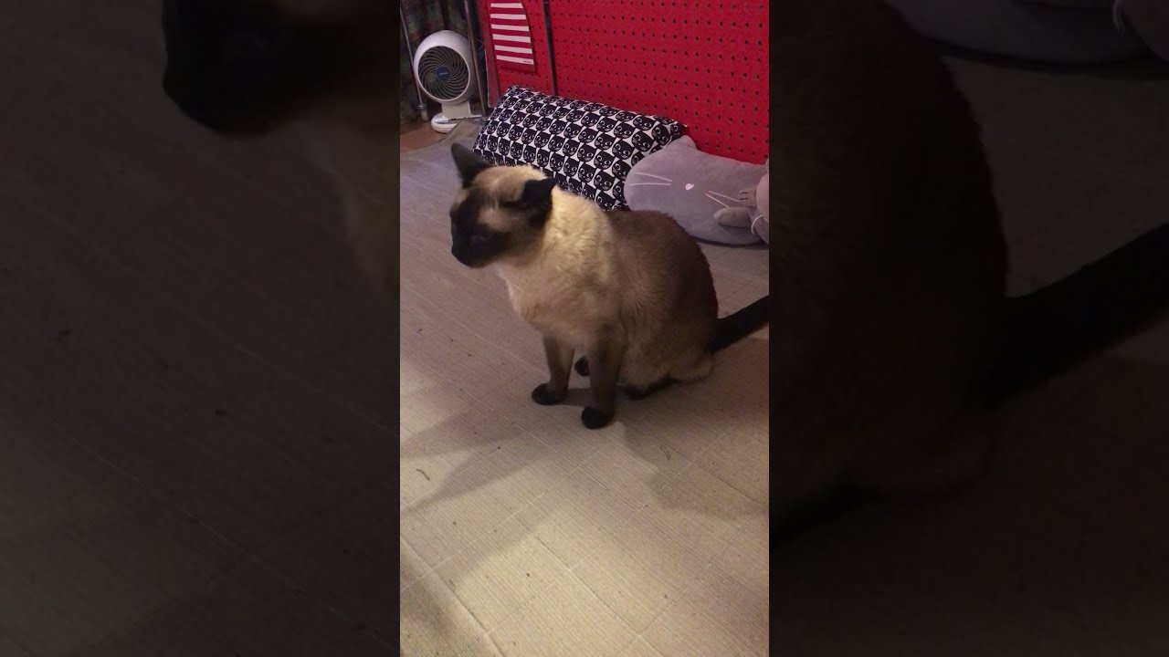 あんよペロペロをやめちゃったトンキニーズなのにゃ♪