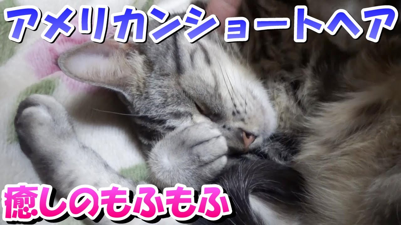 猫は癒しのもふもふ！癒し動画（アメリカンショートヘア）