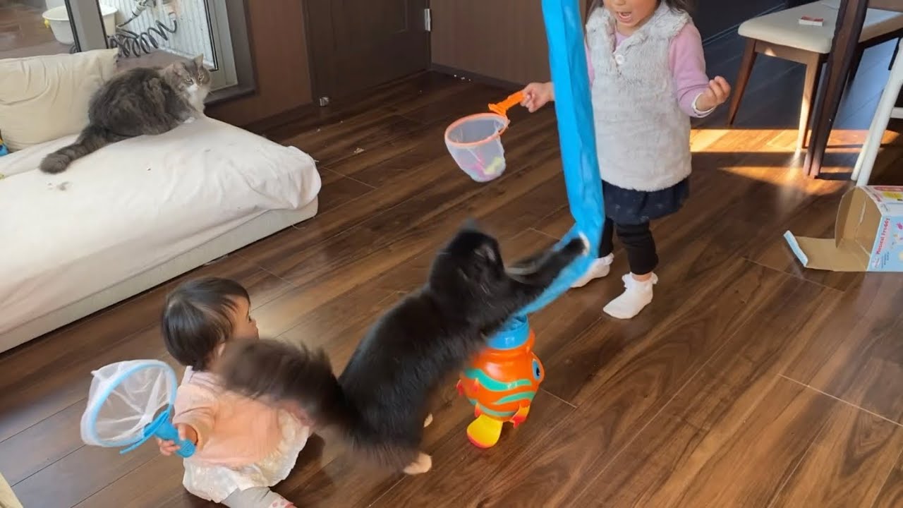 子供と一緒にオモチャで遊ぶ猫　ラガマフィンA cat playing with a toy with a child. Ragamuffin
