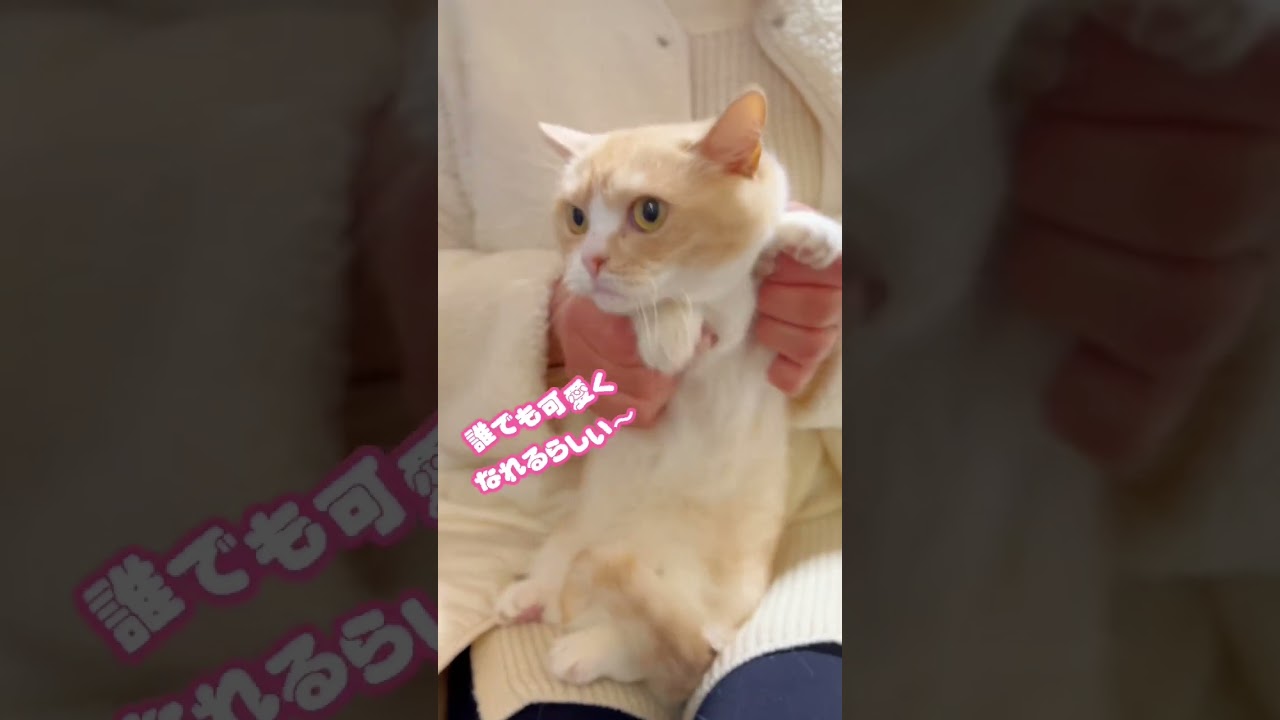 マンチカンのクッキーちゃん❤️両手でほっぺをおさえられなかったけど💦可愛い😍　　#マンチカン #shorts #short #cat #catvideo #猫のいる暮らし #かわぴー
