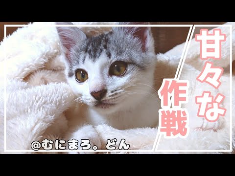丸まって寝る子猫に毛布をかけてあげたら罠にはまっちゃいました…