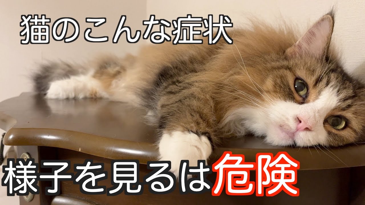 【猫の病気】こんな症状はすぐに病院へ！様子を見るのは危険！