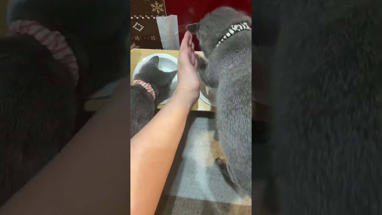 シャルトリューの子猫と1日2回繰り広げられるバトル #シャルトリュー #猫 #chartreux #猫のいる暮らし #shorts