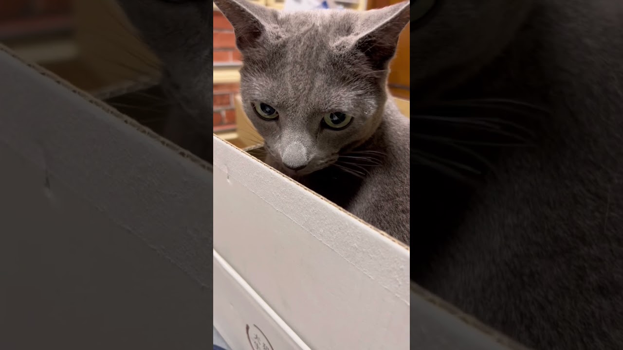 【ロシアンブルー】めろん、大好きな箱に入りますが・・【猫】#shorts