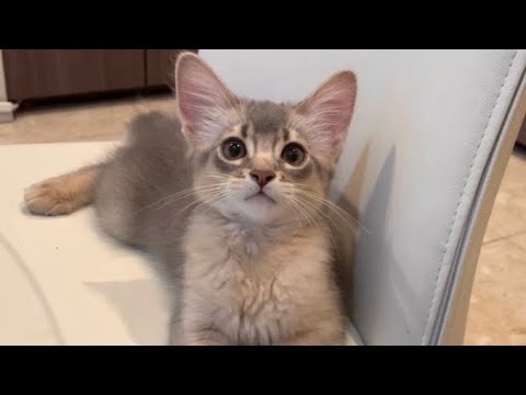 食事中じっと見られてた僕❣️【ソマリ】