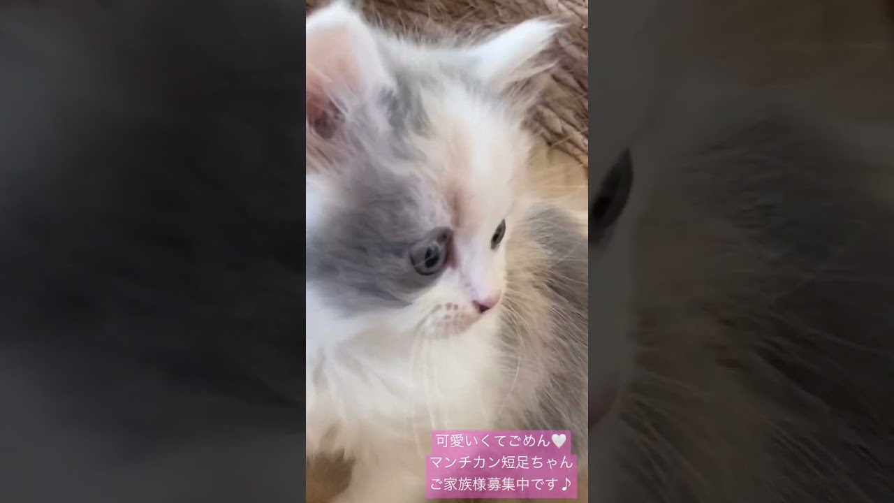 正統派美人🧡マンチカン短足ちゃん🧡ご家族様募集中です