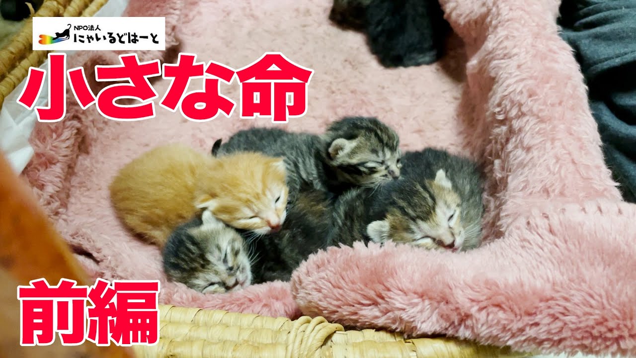 【小さな命】生後半年の子猫が産んだ７匹の赤ちゃん猫【前編】：４０８