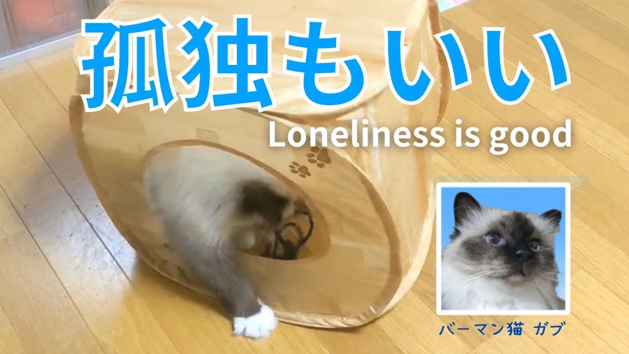 バーマン猫ガブ【孤独もいい】Loneliness is good（バーマン猫）Birman/Cat