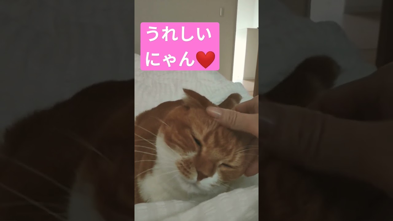 【スコティッシュフォールド】ママが起きて嬉しい猫ちゃん#ねこ #coco #shorts