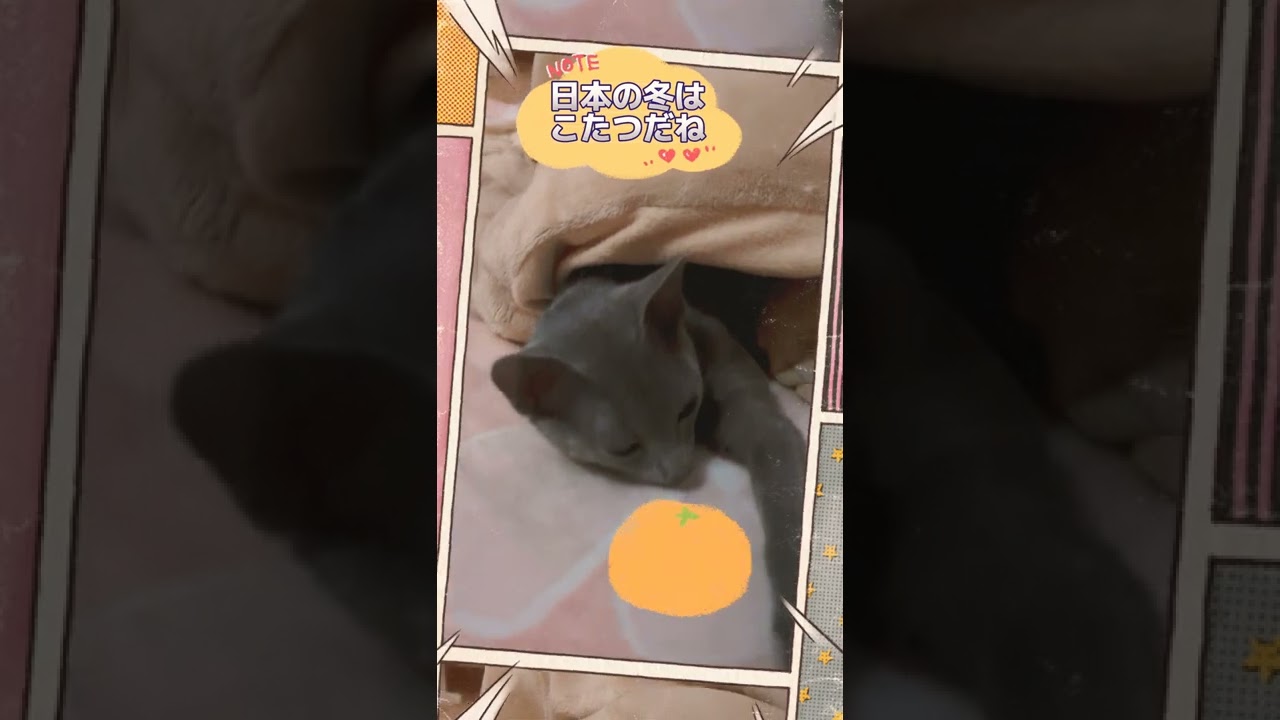 半身浴を楽しむ子猫💗  #ロシアンブルー #russianblue  #子猫