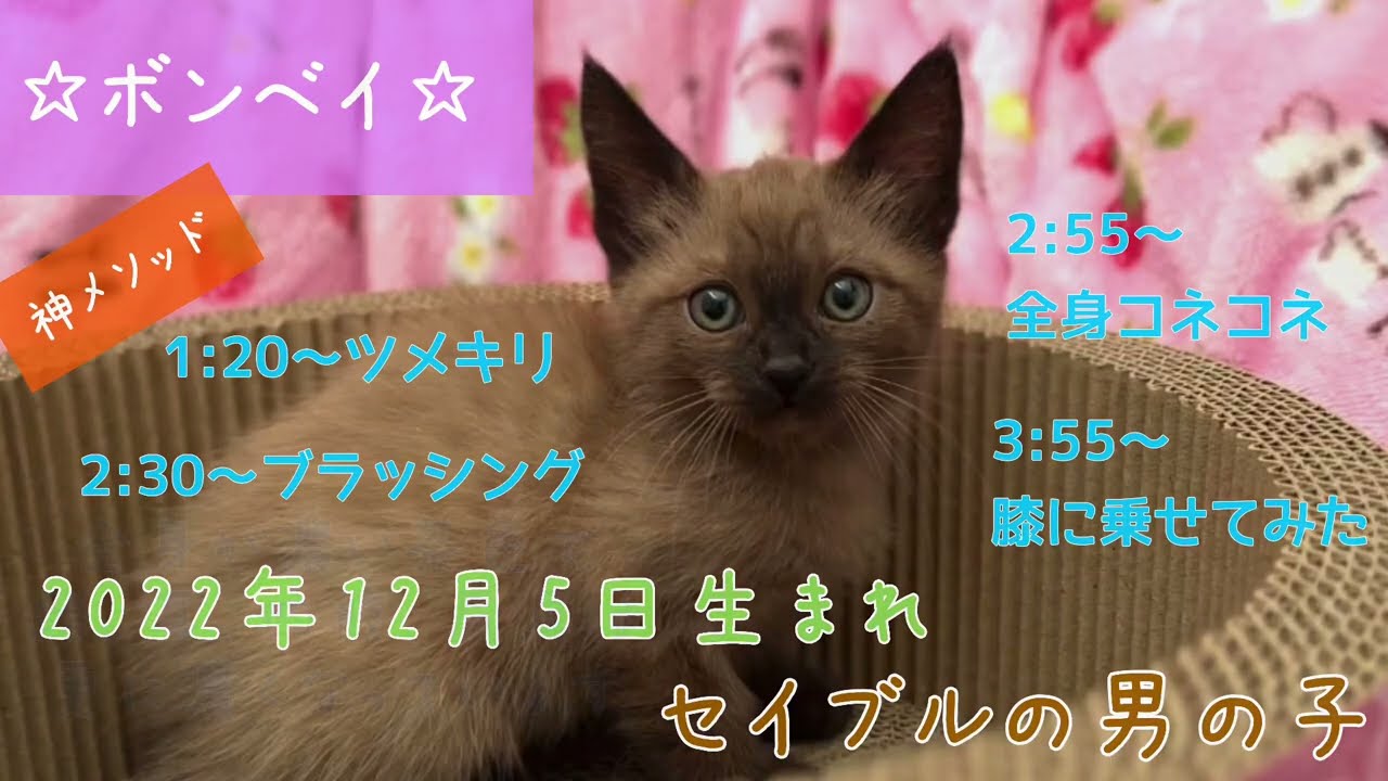 【ナナハチ’s ROOM】ボンベイ☆セイブルの男の子　20230225