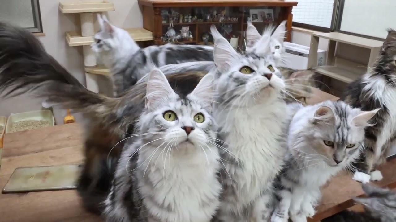 猫じゃらしに群がるメインクーンの猫たち