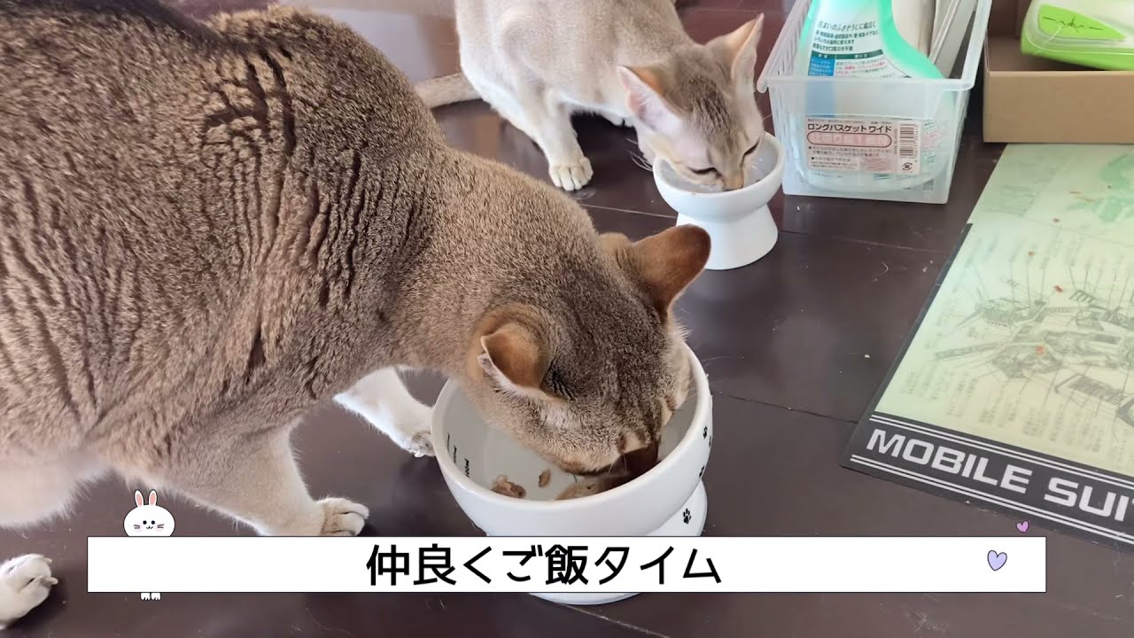 【シンガプーラ】仲良くご飯 #子猫 #成猫