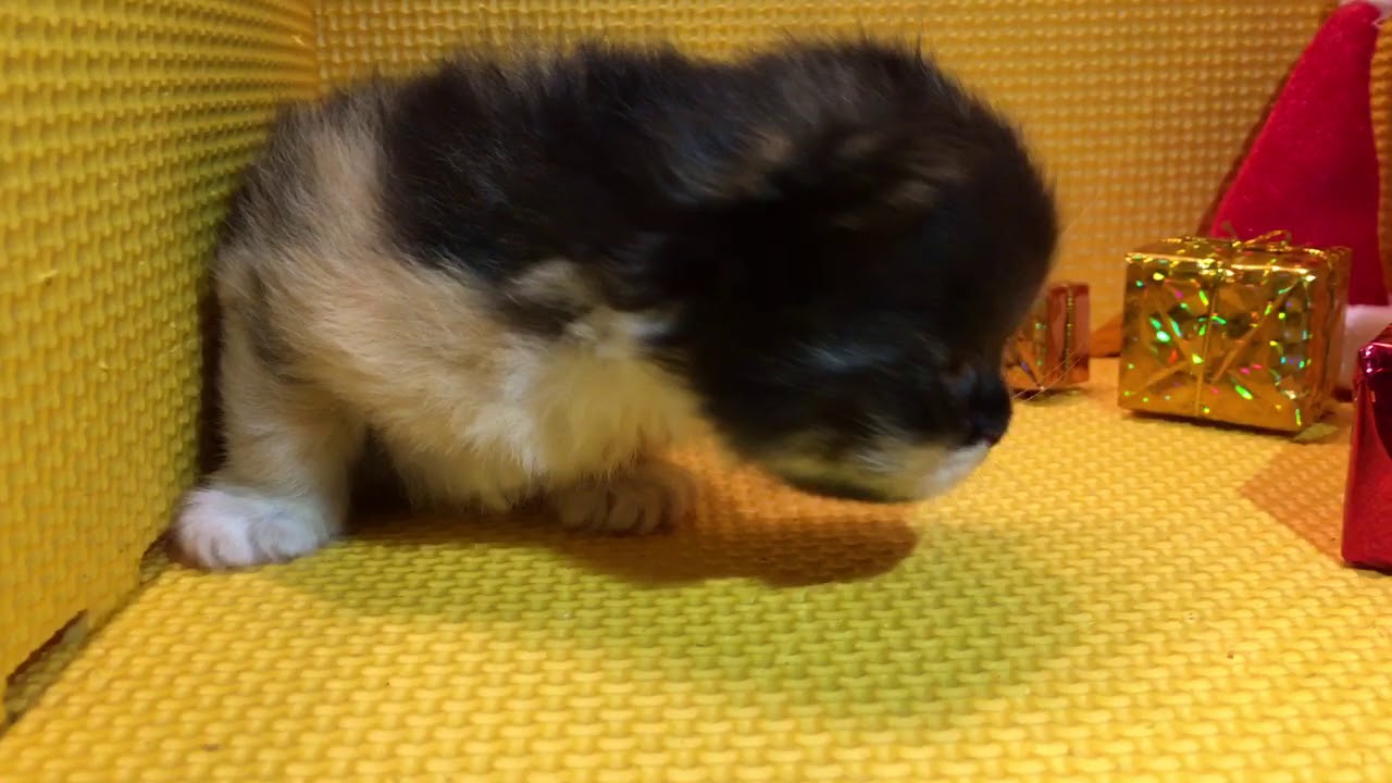 2017.11.16生まれセルカークレックスキャリコ