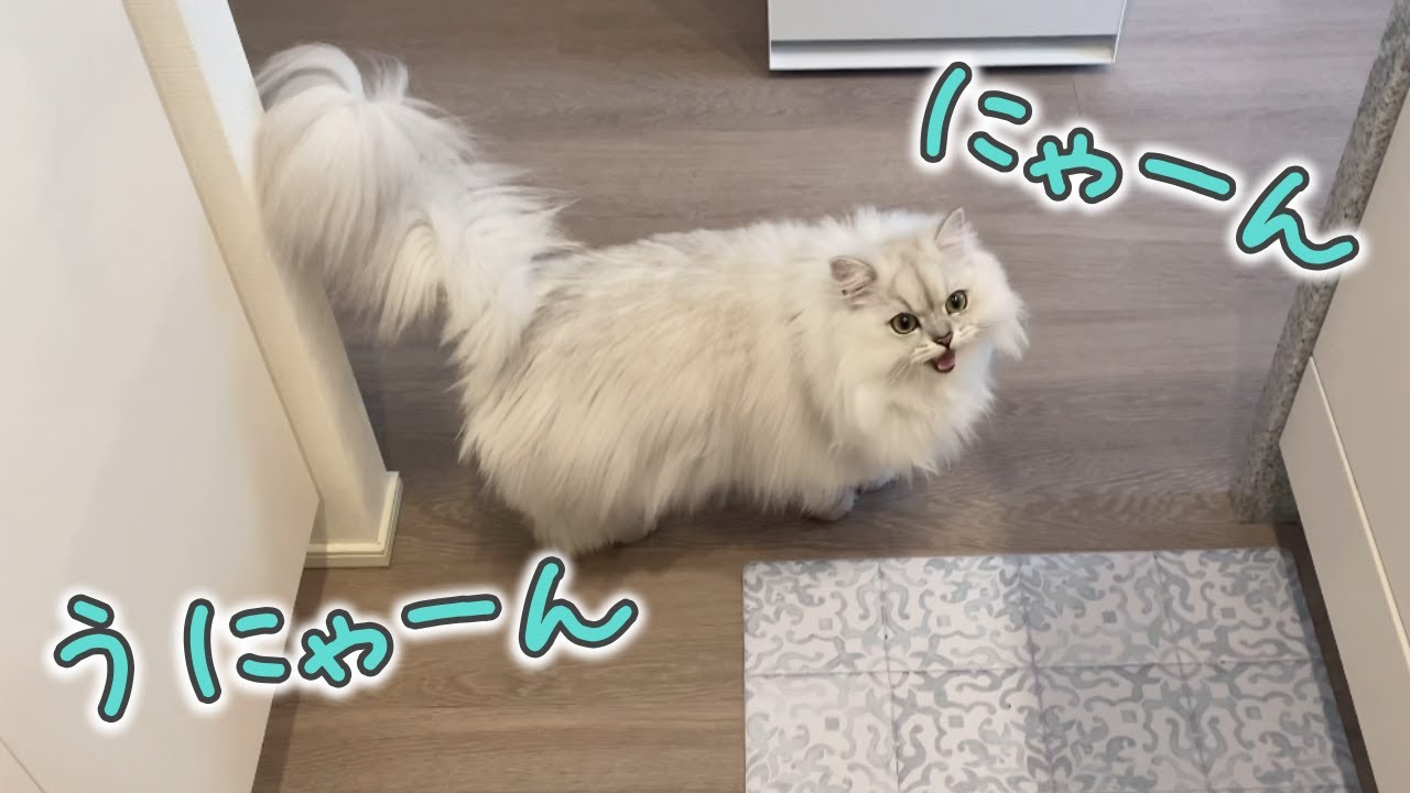 猫の甘えるときの可愛い鳴き声を集めてみました
