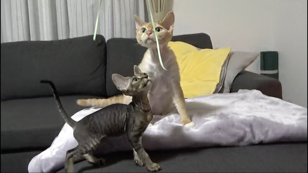 トンボの猫じゃらしが大好きなデボン兄弟です