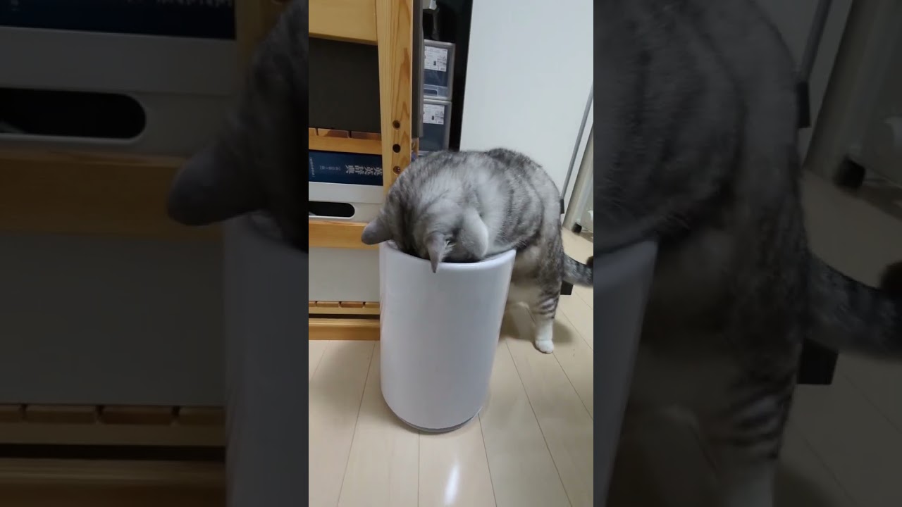 何をさがしてるのかな？ #マンチカン